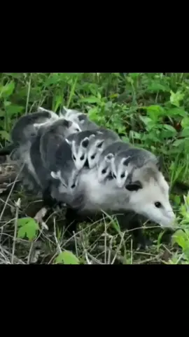 Baby opossums riding on mother back #opossum #opossums #opossumsoftiktok #opossumlove #baby #cubs #cub #babyopossum #wildanimals #wildanimal #wildlife #animals #animal #animalsoftiktok 