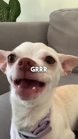Replying to @♉✨ this is my Fav video😂😂😂(אני באמת אוציא שיר עם ניקי) #fyp #chihuahua #nikiozeri #mreviatar #angrydog #dog #niki 