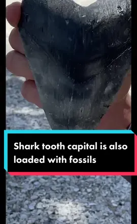 Shark’s teeth capital of the world is also a paradise for big fossil hunters 🤿🦕🦫 #fossildiving #sharkteeth #megalodontooth #sharktooth #fossilhunting #scubadivingwithkenny #divingwithkenny 