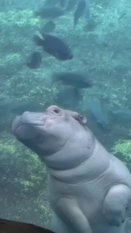 Hippopotamus #fish #eating #extraterrestrial #Outdoors #gofish #cute #hippopotamus 