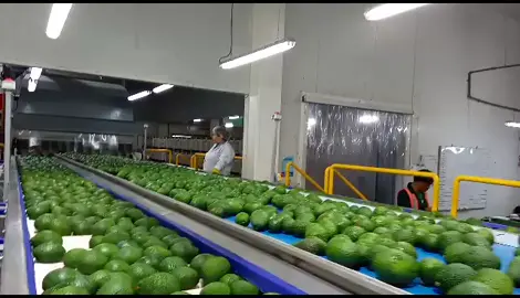 proceso proceso de Palta