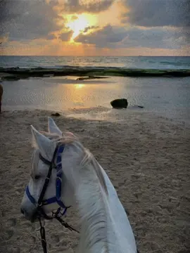 Diyar dersim | Chaveta wak mori ❤️‍🔥😍 #barzoniii #fyp #foryourpage #horse #viral #423❤️‍🔥 #foryou 