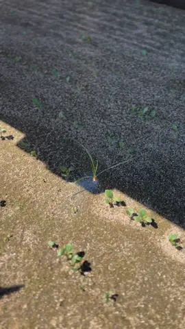 What is the ONLY effective solution for Nutsedge? #LaserWeeder #agtech #ai #Tech #farmmachinery #nutsedge #nutsedgeremoval #farmlifeisthebestlife