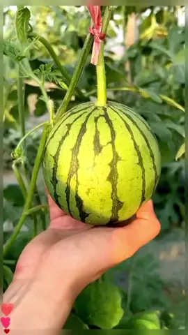 OMG 👀What A Fruits ⁉️😱#fruits #fruitcutting  #tiktokreels 