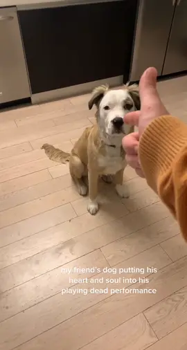 Someone get him an acting job 😭 #dog #actor #funny #hoest 