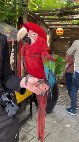 #papağankonuşuyor #fypシ 😍