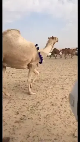 #البل #شديد #هجيج# #لطامات  #الشعل #عبدالعزيز_الوذيناني #بدون_هشتاق #ربيع_الشمال 