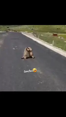 #اشكك #واشك #ابوك #عركه #خناقه #حيوانات_اليفه #مصارعه #العراق_السعوديه_الاردن_الخليج #foryoupage #forallofyou #CapCut #usa_tiktok #canada_life🇨🇦 #foru #canadatiktok #foruyou 