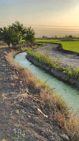 الطبيعه و جمال الطبيعه في الريف المصري #naturallovers🏞️🥀🌈 #الريفي #outdoor #طبيعه_تصويري #nuture @nature plus @nature plus @nature plus 