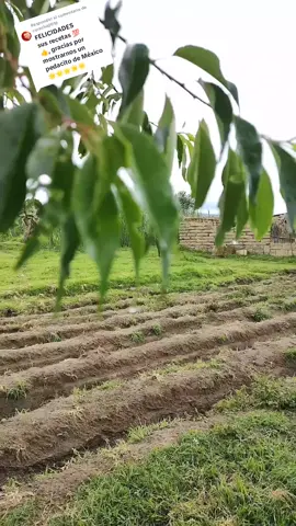 Respuesta a @curacha2016 Estás pequeñas lluvias me dan una gran calma mis queridos nietos, les gustaría pasar una tarde en el Campo conmigo ☺️. #cocinandoconlauren #misqueridosnietos #campo #naturaleza 