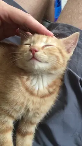 You and me, it’s a forever kind of thing 🧡 #orangekitten 