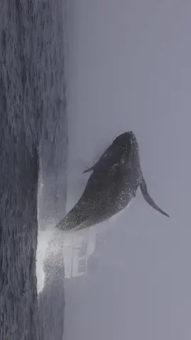 The fog doesn’t stop us from having a blast out on the water💦 This large Humpback whale put on quite the show! 🐳Book now using link in bio🎉 #whalewatching #whale #tail #humpbackwhale #breach #jump #fly #low #news #media #lunges #wildlife #montereycalifornia #coast #cali #fog #fun 