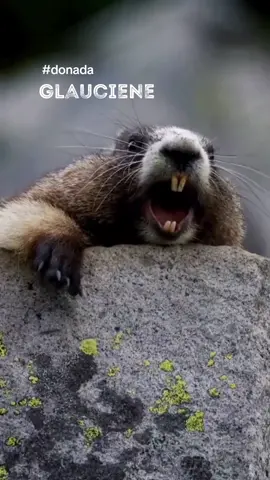 Respondendo a @gabrielalvesdos83 Aproveite, curta minha página e compartilhe o vídeo 🤩 Obrigada!!!! #glauciene #outravoz #donada #comedia #marmota #marmotanavoz #humordodia #humorinteligente @Valéria Rotoli @Valéria Rotoli @Valéria Rotoli 