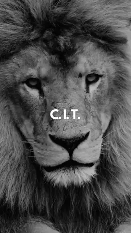 Scaccomatto Solo Con Il Re 👑♟️ Seguimi Per Altro.  #viral #re #regina #scaccomatto #ricorda #mentalita #rimaniconcentrato #leone #animalmotivation #motivazioneanimali #perte #fyp #cititalia #CIT 