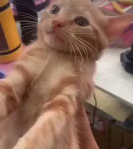 Orange cat kinda activity #spicy #orangecat #orangecatbehavior #memes#cats#scream#meow#blowup#viral#trend#chessecake #satasfing 