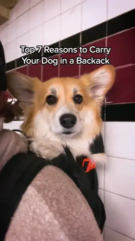 You should see maxine at the blackjack tables #dogsoftiktok #corgisoftiktok #dogbackpack #fyp 