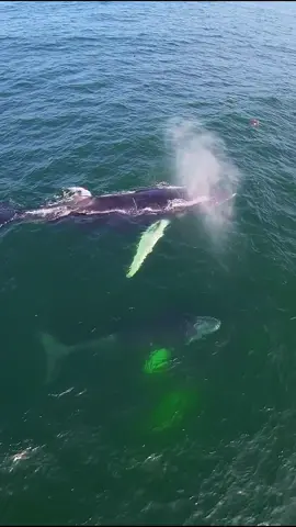 El norte del Peru tiene uno de los mejores espectaculos en estas temporadas. “Avistamiento de ballenas” Quiero agradecer a la empresa @ pescayaventuranautica por la participacion de sus botes para realizar l grabacion esto se grabo en cancas-Tumbes . En definitiva un lugar para disfrutar y admirar las maravillas de nuestros oceanos 