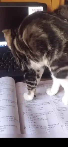 Obedient kitten#🥹❤️ 