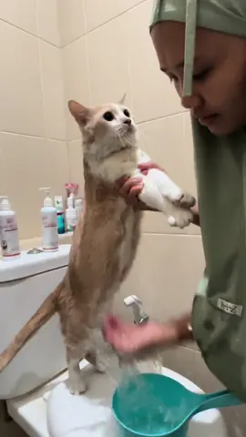 Anabul kalian kalau mandi gimana reaksinya #farrelarkanza #pororoandthegank #inipororo #pororocats 