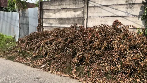 … Kelakuan pekerjaan PLN Lampung… sudah menebang .. tp di biarkan sampai daunnya kering di depan rumah saya.. 