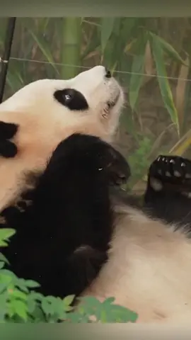 fubao cute🥰#gấutrúc #panda #fubao #xuhuong #Trending #giảitrí #following #LearnOnTikTok 