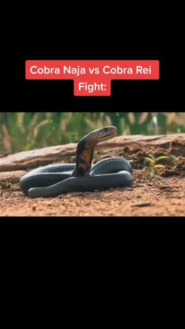Cobra Naja x Cobra Rei [Quem Ganha?] #curiosidades #cobra #animal