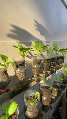 Dalam sekejab ku sulap botol bekas jadi barang yang bermanfaat✨ . #kebunkecilgrowup #kebunkecilbykaa #tiktokberkebun #tiktokgardening #tiktokdiy #diyhacks #diybarangbekas #diybotolbekas #botolbekasjangandibuang #diykebunkecil #danzakuduro 