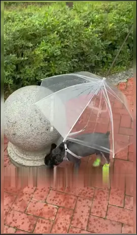 Order here #PetsOfTikTok #catlover #cattoy #fyp #doglover 