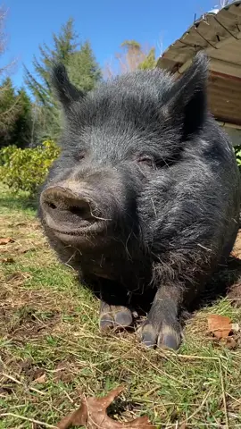 Mmmmmm oxygen  #pig #petpig #wildpig #wildpets #petyawn #pigyawn #blackpig #pets #cuteanimals 