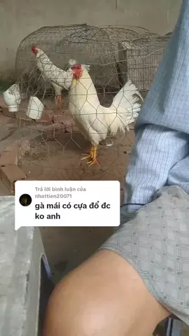 Trả lời @nhattien20071 những ae mà mình chưa tl được ae đừng buồn nha, em muốn tl hết lắm nhưng mà thật tình nhiều quá e không thể nào tl hết được ae thông cảm cho mình nha 