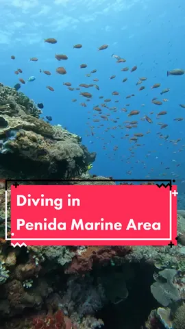 Diving in Penida's Marine Area is a thrilling adventure waiting to unfold! From vibrant coral gardens to mesmerizing encounters with majestic marine life, every dive here is a journey into the heart of excitement. Join us as we explore the depths and unlock the secrets of this underwater wonderland! 🌊🤿 🐠🌟 #LegendDiving #DivingLembongan #NusaPenida #scuba #scubadiving #diving #diver #underwater #ocean #dive #bali #divingbali #PADI #underwaterworld #travel #scubalife #nature #marinelife #photography #underwaterphoto #gopro #underwaterlife #paditv #oceanlife #fish #adventure #DiveIntoAdventure #PenidaMarineMagic #UnveilTheUnderwater 