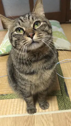 音ありで見てね🫶 #ねこ #猫 #キジトラ #ルイくん #甘えん坊#猫のいる暮らし #可愛い#癒し動画 #おすすめにのりたい 