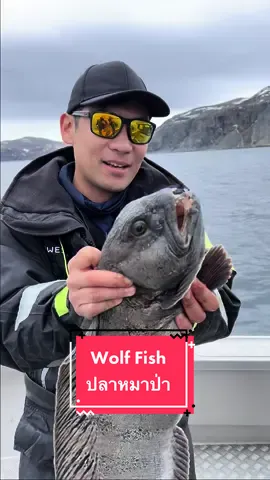 Wolf Fish ปลาปีศาจแห่งทะเลเหนืออ!!! ตัวนี้ถ้าโดนกัดนิ้วคือนิ้วขาดแน่ๆ 🤣 แต่ว่ารสชาติเขาว่ากันว่าอร่อยมากๆ ผมเลยมาลิ้มลองด้วยตัวเองสะเลย ชมคลิปเต็มได้ที่ YT: สาระตั้ม - thumbntk #สาระตั้ม #สาระตั้มthumbntk #ทำอาหาร #wolffish #ปลาหมาป่า #ปลาปีศาจ #fyp #fypシ #ทําอาหาร #fishing #หาปลา #
