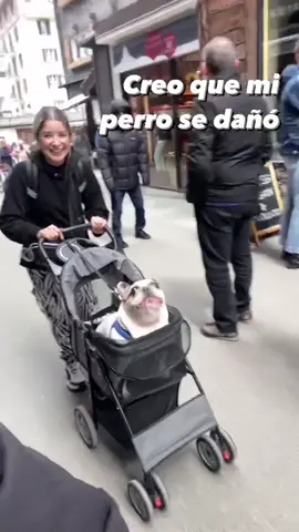 I think my dog is broken 🥲 @ortzy  #frenchbulldog #frenchie  #pets #frenchbulldogsoftiktok 