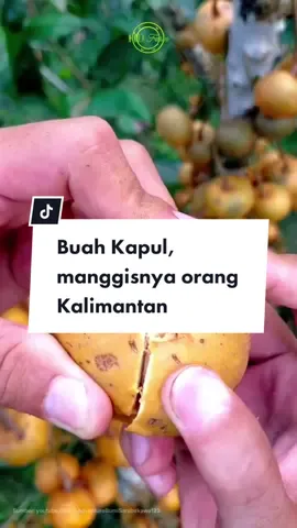 #buahunik #tanamanunik #buahkapul 