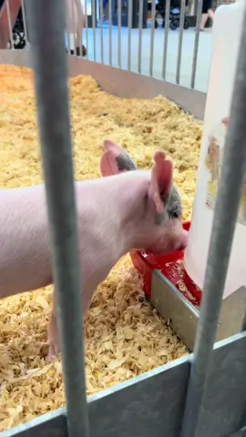 A day at the @Indiana State Fair! Stay until the end for me inhaling a fried peanut butter cup. #indiana #indianastatefair #indianastatefairgrounds #statefair #pigsoftiktok #pigs #alpaca #goat #blackgoat #piglet #carnivalfood #friedpeanutbuttercup #fyp #livestock 