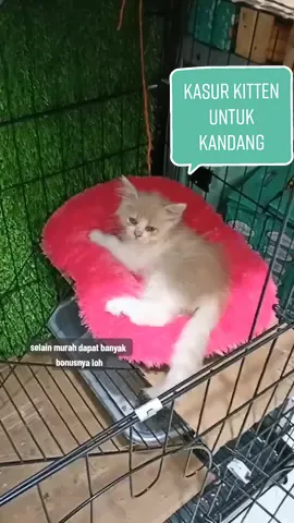 Pejuang diskon dan bonuss haha 🤭🔥 . . . #kasurkucing #kasurkucinglucu #kasurkitten #kasurkandang #banyakbonus #freebonus #kasurkucingmurah 
