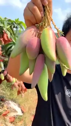 Chili Mangoes variety #fruitgarden #gardening
