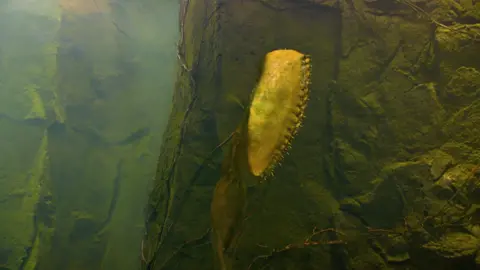 The man-eater flower of terror #Journey to the Center of the Earth