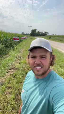 15” bs 30” corn plot 