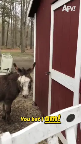 I’m sure Humphrey had his reasons 🔐🤣 #donkey #voiceover #animal 