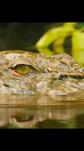 #naturefilms #fyp #animalplanet #naturestgreatevents #ourplanet #animals #naturedocumentaries