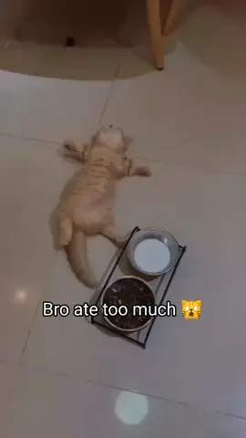 Damn belly full #animals #viralvideos #fypシ #fyp #fypシ゚viral #cats #foryou #viraltiktok #catoftiktok #fypage #catlover #cat #pourtoi #funny #funnymoments #viral #happy 