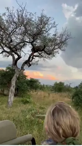 Lions Outsmart Leopard, Snatch Deer From Tree 🦁🐆🦌 #PredatorDuel #NaturesTheater #LionVsLeopard #JungleStruggle #TreetopEncounter #WildlifeDrama #FYP 
