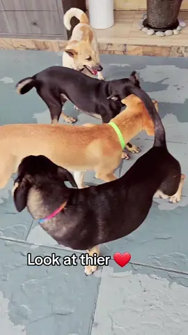 #tiktok #tiktokindia #trends #tren #trending #fypシ゚viral #enjoylife #indiantiktok #fyppppppppppppppppppppppp #sunshineballroom #puppylove #fypシ #enjoy #streatpuppy #puppyadoption #puppyrescue #puppydog #pupp#puppytiktok #puppylife 