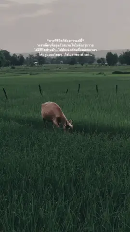 ชีวิตเรียบง่าย บ้านๆนั้นแหละสบายใจ..🍃🌾🕊#อีสานบ้านเฮา #สกลนคร #เปิดการมองเห็น #ธรรมชาติบําบัด #foryou 