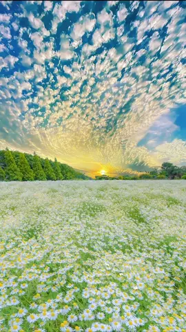 Em là màu xanh của đồng cỏ Anh là màu đỏ của tim em :)) #chillmusic #tinhyeu #tamtrang #caption #cuchoami #donghoa #chillwithtiktok 