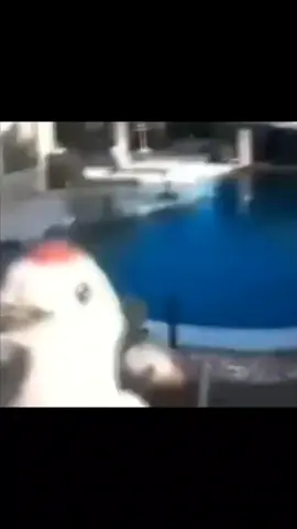 Bird Attack #fyp#memes#bird#camera 