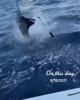 #onthisday #fy #fypシ #viral #fish #fishing #gofishing #topwaterfishing #explore #اكبسلور 