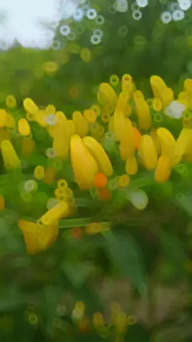 estetik ala panen cabe #kebuncabe #cabai #cabe #kebun #playdate #caberawit #petanicabe 